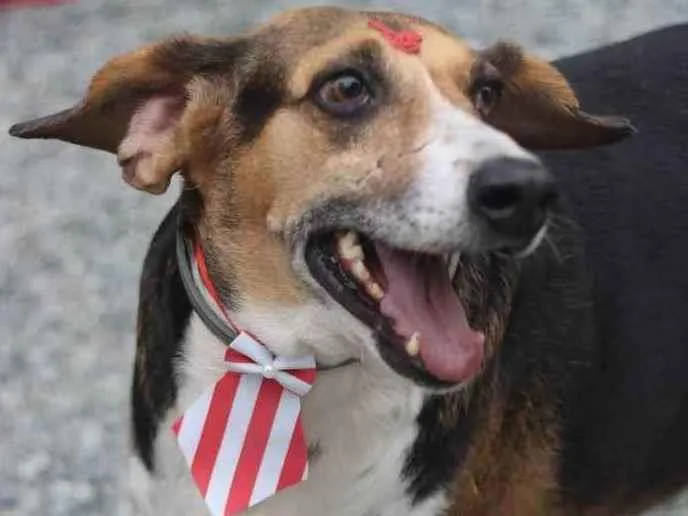 Cachorro ra a srd idade 6 ou mais anos nome Barão