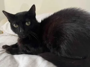 Gato raça Panterinha idade 2 anos nome Teca (Castrada)