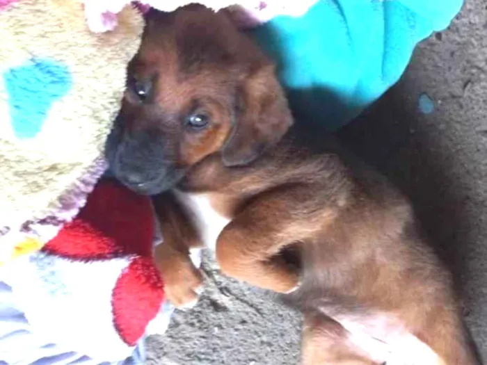 Cachorro ra a Mistura de pastor com vira-lat idade 2 a 6 meses nome Bob