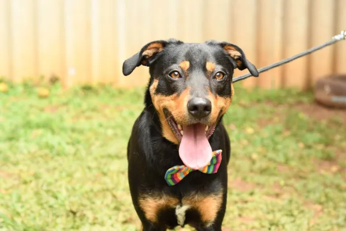 Cachorro raça Srd idade 1 ano nome theo