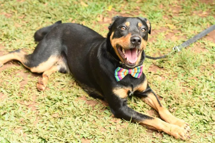 Cachorro raça Srd idade 1 ano nome theo