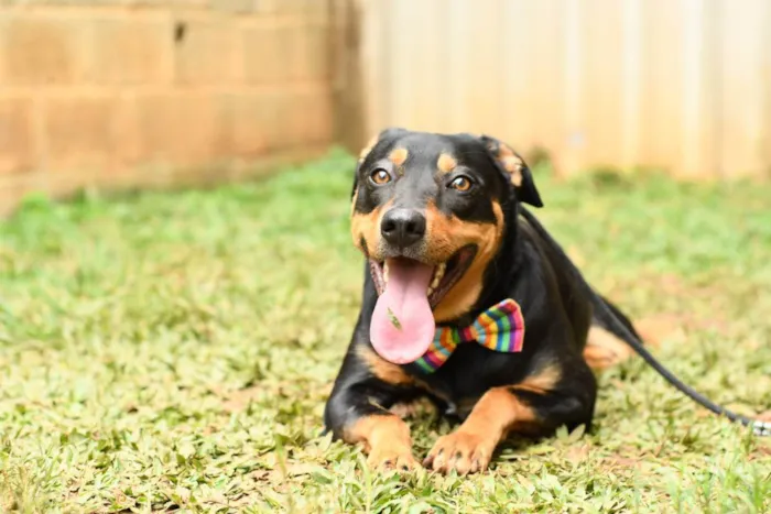 Cachorro raça Srd idade 1 ano nome theo