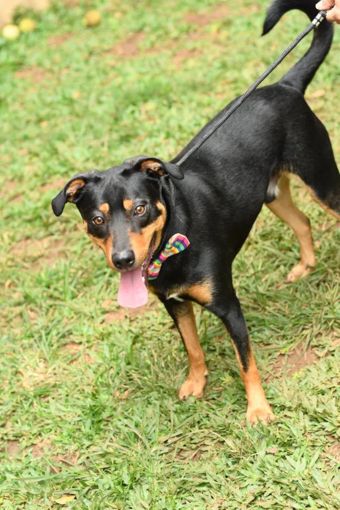 Cachorro raça Srd idade 1 ano nome theo