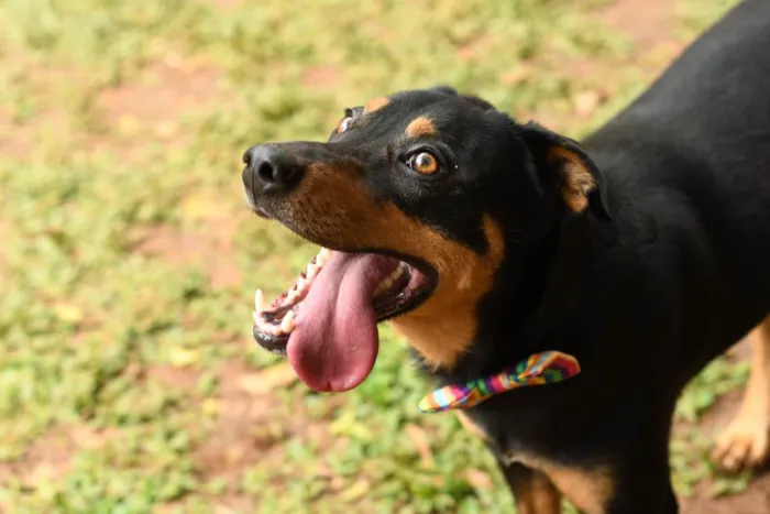Cachorro raça Srd idade 1 ano nome theo