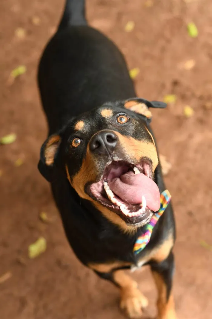 Cachorro raça Srd idade 1 ano nome theo