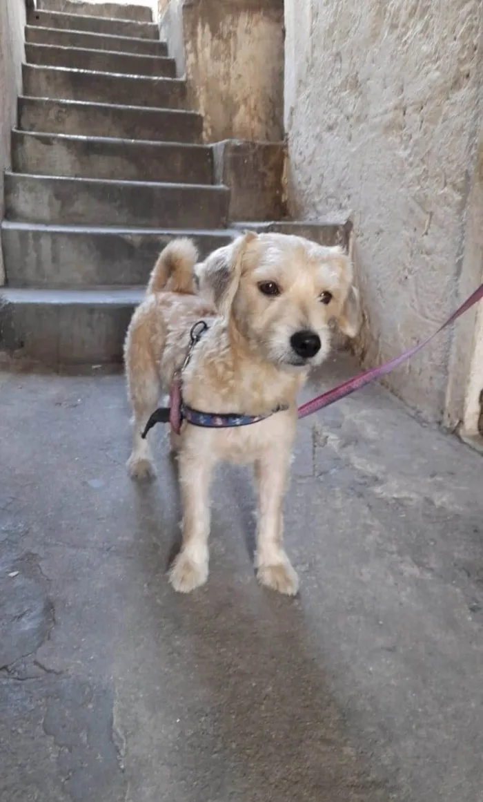 Cachorro raça Srd idade 2 anos nome Bob