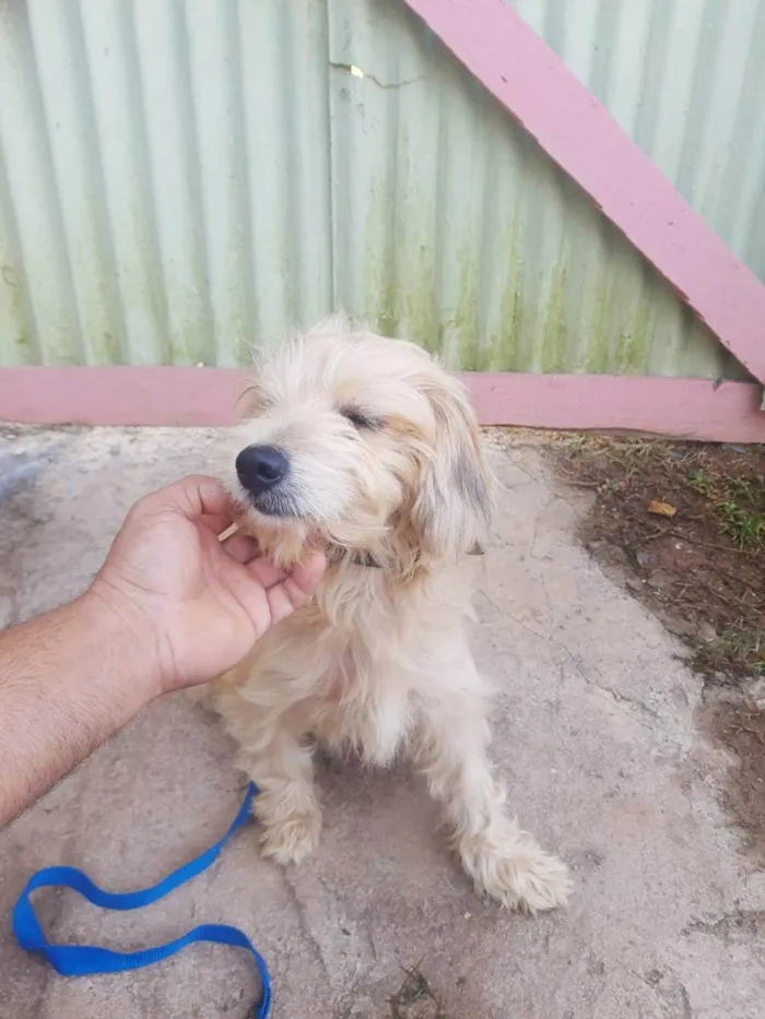 Cachorro raça Srd idade 2 anos nome Bob