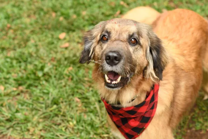 Cachorro raça srd idade 5 anos nome Manu