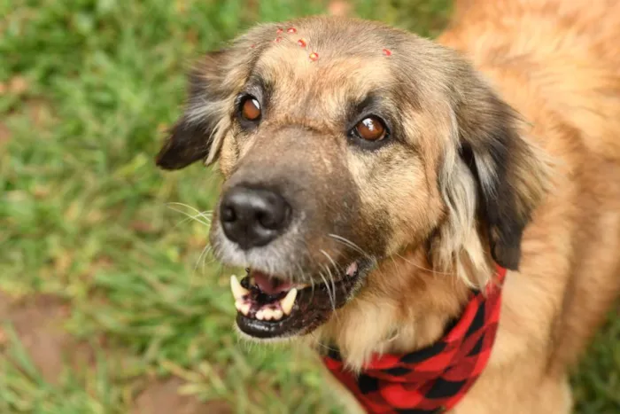 Cachorro raça srd idade 5 anos nome Manu