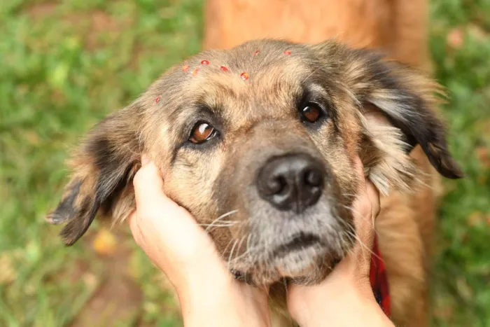 Cachorro raça srd idade 5 anos nome Manu