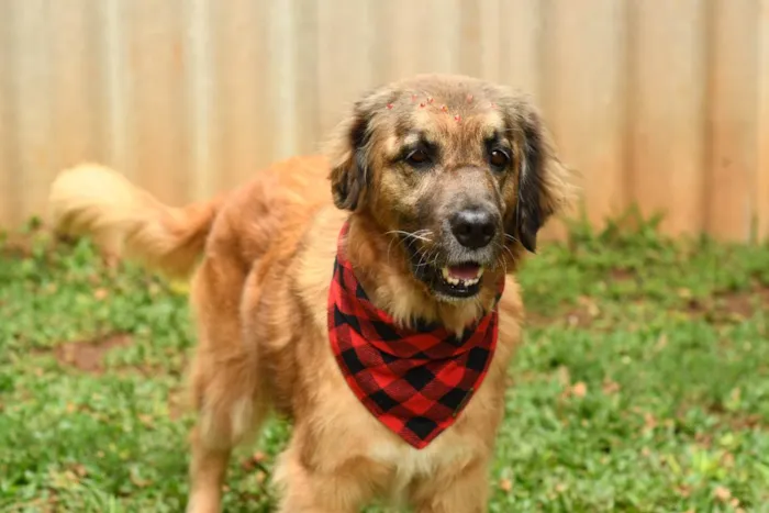 Cachorro raça srd idade 5 anos nome Manu