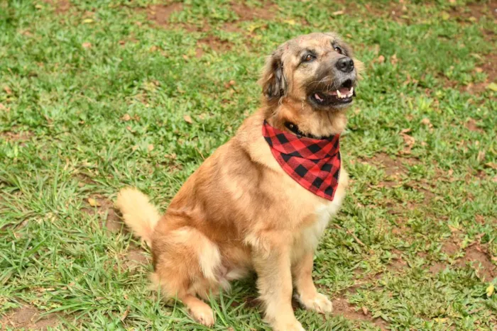 Cachorro raça srd idade 5 anos nome Manu