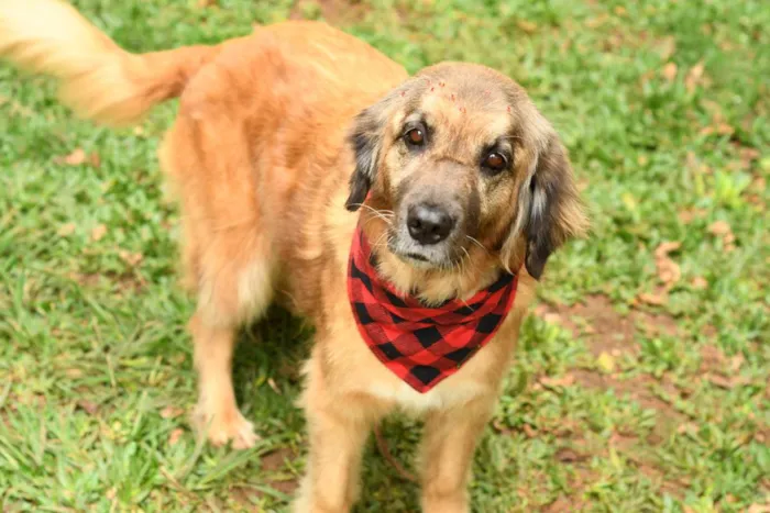 Cachorro raça srd idade 5 anos nome Manu