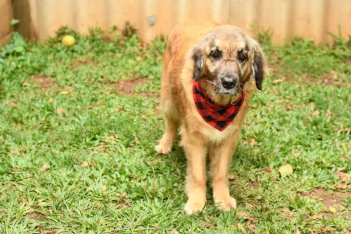 Cachorro raça srd idade 5 anos nome Manu