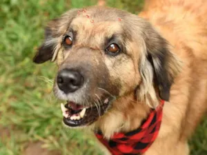 Cachorro raça srd idade 5 anos nome Manu
