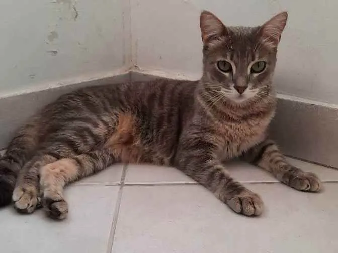 Gato ra a Sem Raça Definida  idade 2 anos nome Amora