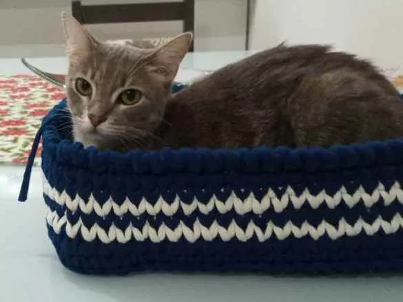 Gato ra a Sem Raça Definida  idade 2 anos nome Amora