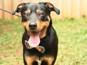 Cachorro raça Srd idade 1 ano nome theo