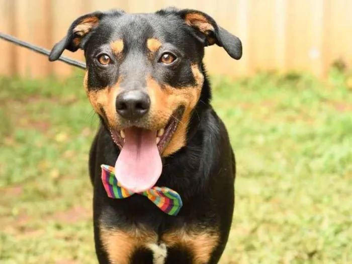 Cachorro raça Srd idade 1 ano nome theo