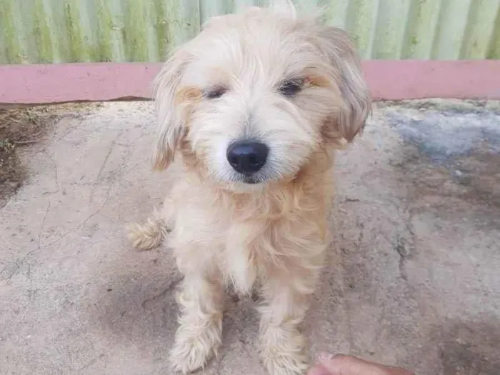 Cachorro raça Srd idade 2 anos nome Bob