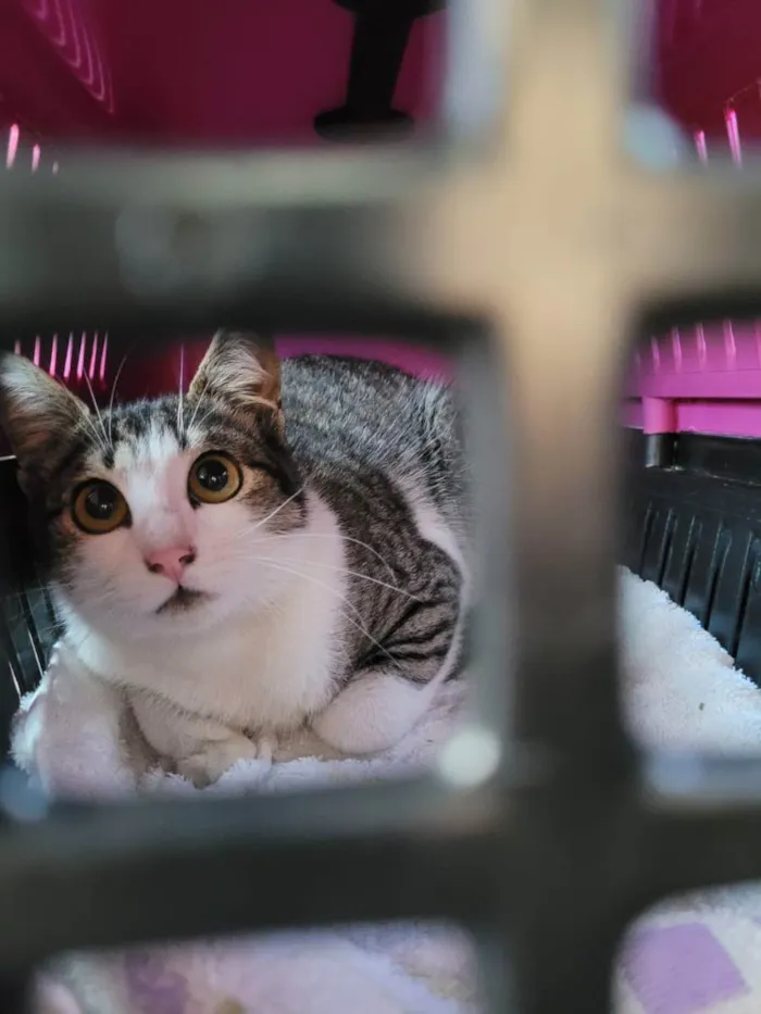 Gato ra a SRD idade 7 a 11 meses nome Gatinhas