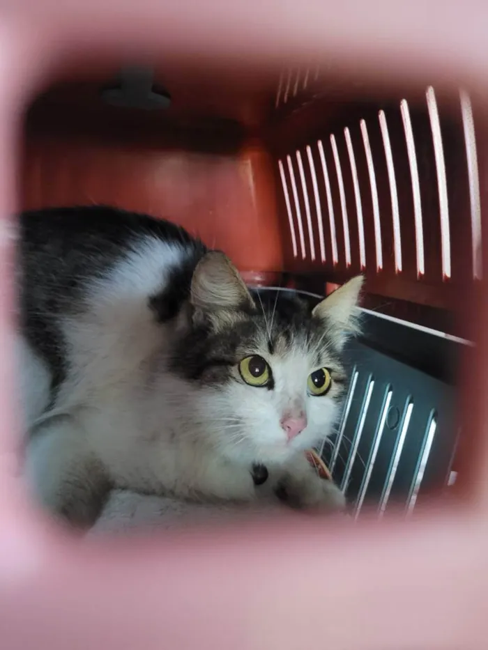 Gato ra a SRD idade 7 a 11 meses nome Gatinhas
