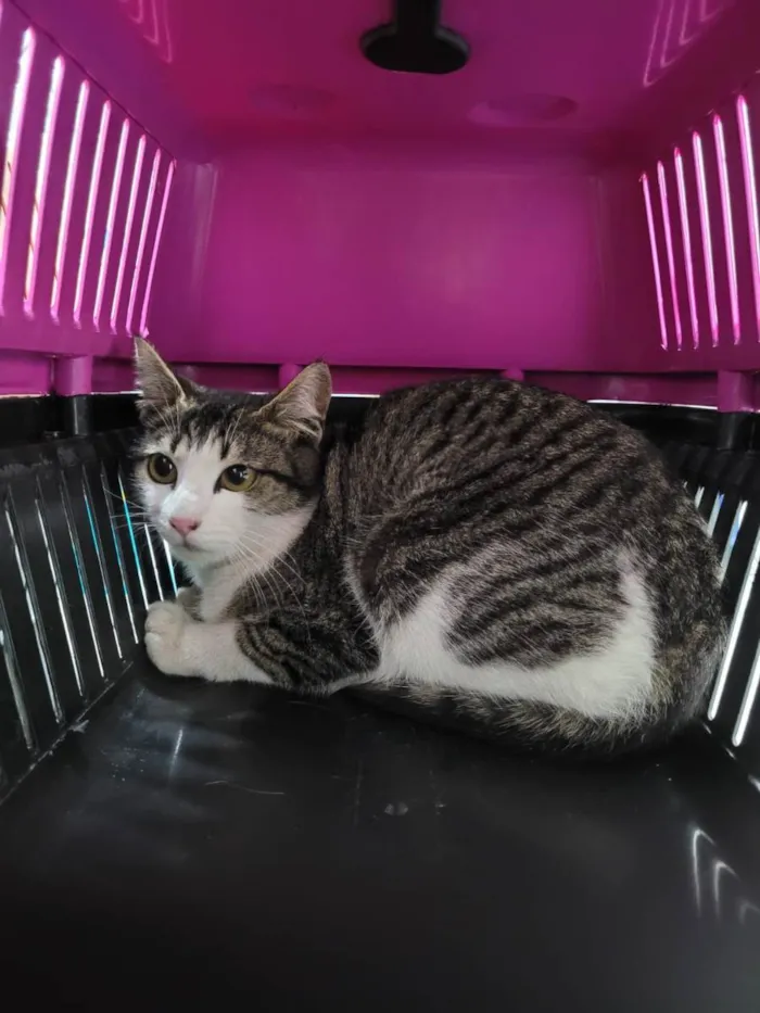 Gato ra a SRD idade 7 a 11 meses nome Gatinhas