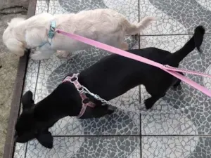 Cachorro raça Não sei idade 7 a 11 meses nome Duque e luna