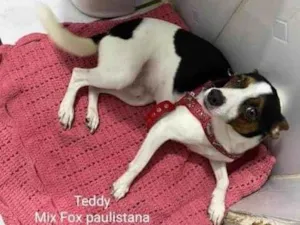 Cachorro raça Srd  idade 1 ano nome Teddy