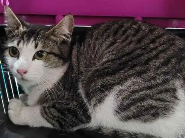 Gato ra a SRD idade 7 a 11 meses nome Gatinhas