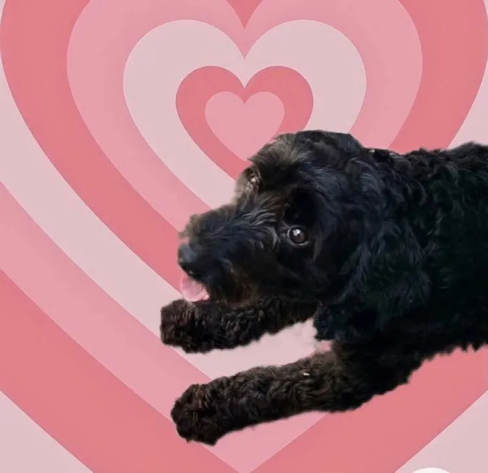 Cachorro raça Poodle  idade 1 ano nome Bob Poodle Urgente 