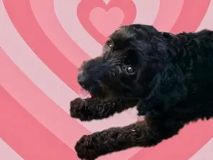Cachorro raça Poodle  idade 1 ano nome Bob Poodle Urgente 