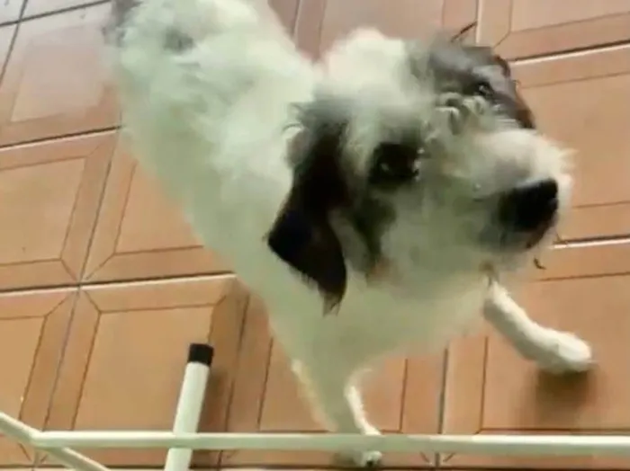 Cachorro raça Srd idade 2 anos nome Marley Urgente 