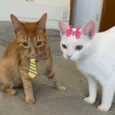 Tafarel e Mia 