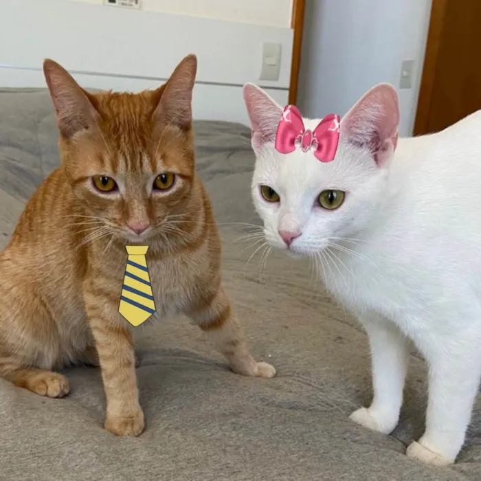 Gato ra a Mesticos  idade 1 ano nome Tafarel e Mia 