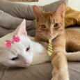 Tafarel e Mia 