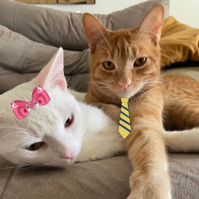 Gato ra a Mesticos  idade 1 ano nome Tafarel e Mia 