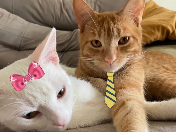 Gato ra a Mesticos  idade 1 ano nome Tafarel e Mia 