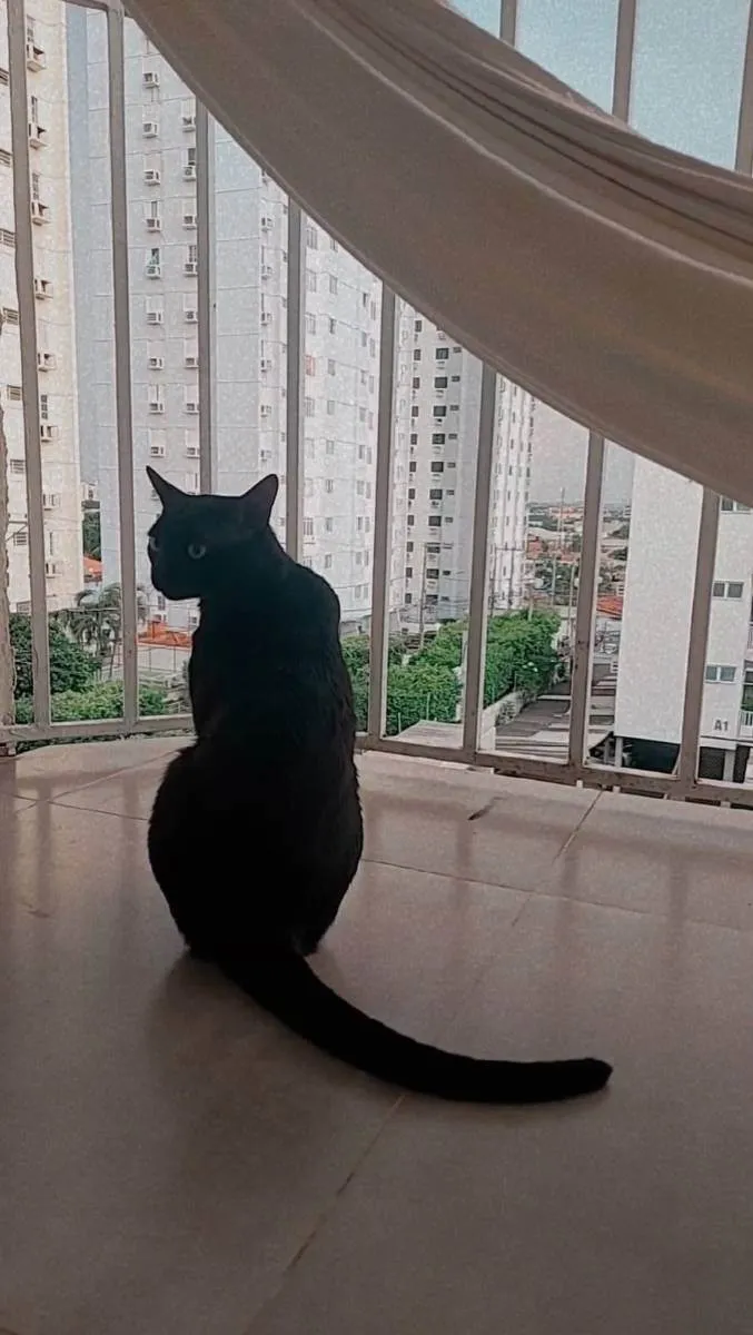 Gato ra a Siamês idade 1 ano nome Bartholomeu