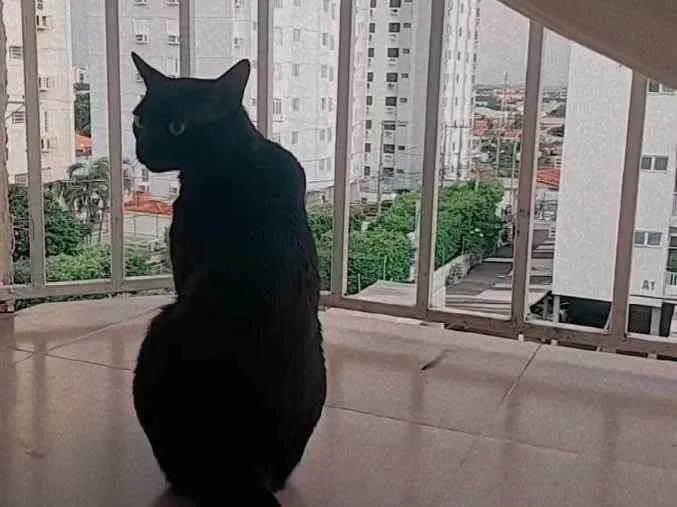 Gato ra a Siamês idade 1 ano nome Bartholomeu