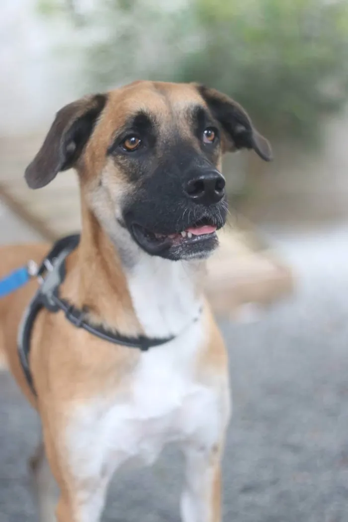 Cachorro ra a SRD idade 2 anos nome Eros