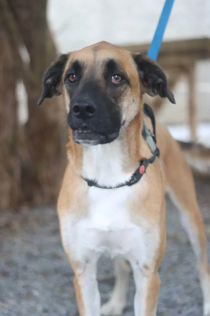 Cachorro ra a SRD idade 2 anos nome Eros