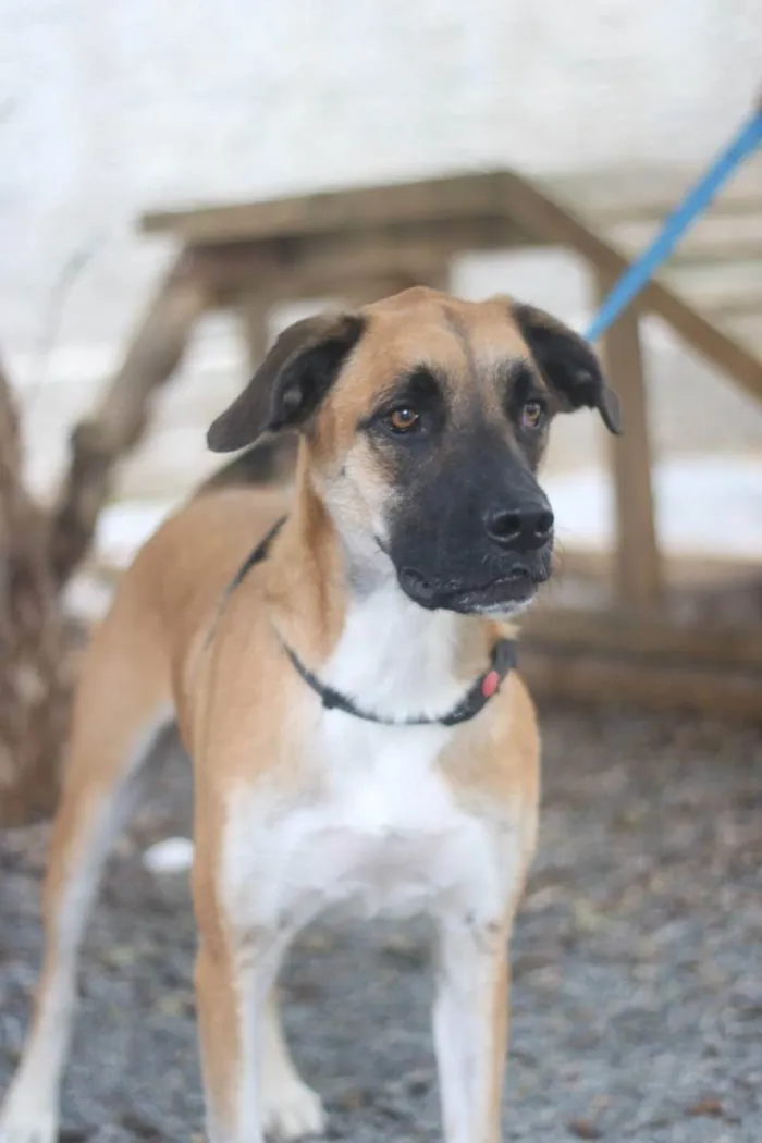 Cachorro ra a SRD idade 2 anos nome Eros