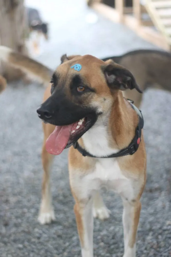 Cachorro ra a SRD idade 2 anos nome Eros