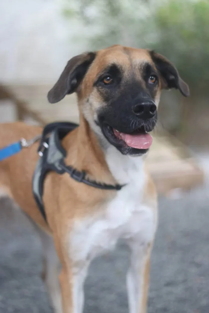 Cachorro ra a SRD idade 2 anos nome Eros