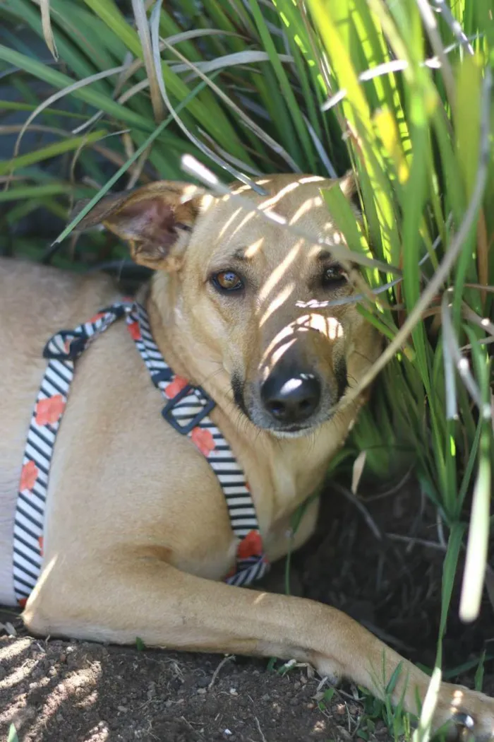 Cachorro ra a SRD idade 2 anos nome Pinha