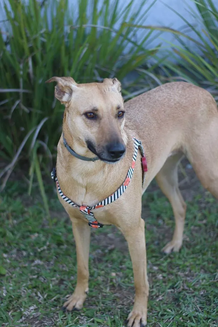 Cachorro ra a SRD idade 2 anos nome Pinha