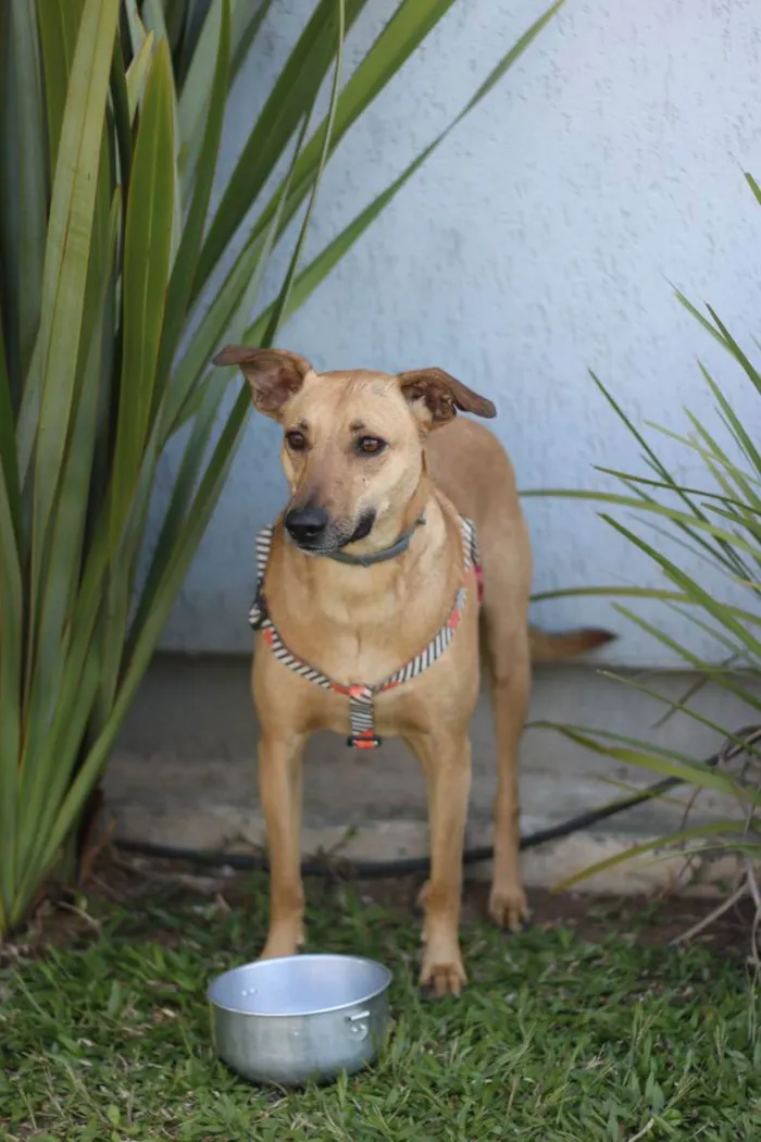 Cachorro ra a SRD idade 2 anos nome Pinha