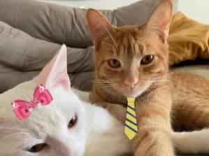 Gato raça Mesticos  idade 1 ano nome Tafarel e Mia 