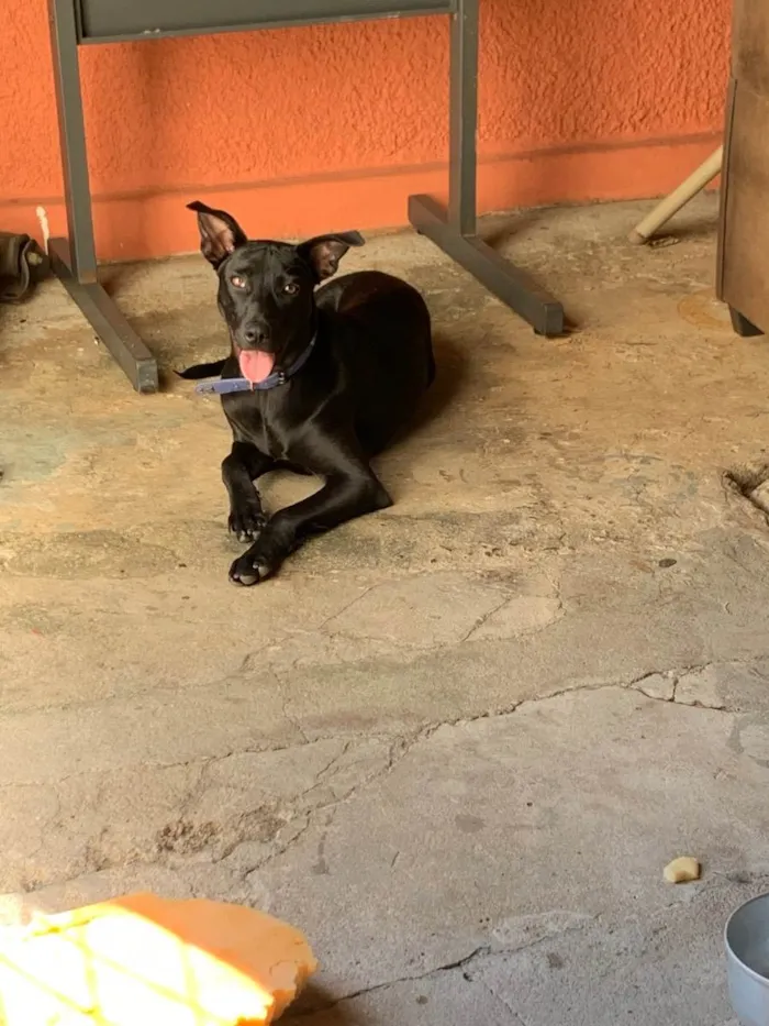 Cachorro ra a  idade 7 a 11 meses nome Odin